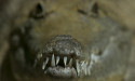 Wannabe social media croc hunter fined $12,000