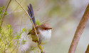 Ruthless wrens help family, shun strangers in distress