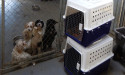It's raining cats and dogs at SA RSPCA shelter