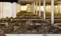 Dutton opposes ban on live sheep exports