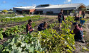 School farm sows the seeds for future food production