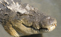 Crocodiles lurking in Qld's record-breaking floods