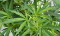  Chemist Warehouse backs medicinal cannabis venture 