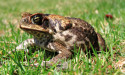Fijian cane toad croaks it after arriving in Melbourne