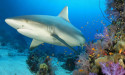  Bull sharks on the radar after teen's death 