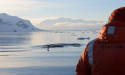  Study explains mealtime for the minke whale, the ocean's littlest giant 