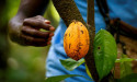 Ivory Coast cocoa farmers welcome heavy rain in central regions