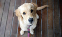 Pet owners hounded to register animals as blood donors