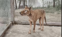 Tassie tiger could have lived to early 2000s: study