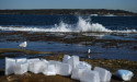 Unknown risk in plastic rubbish lining Australian coast