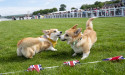  Distant cousin of Queen’s corgis to take part in dog derby 
