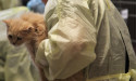 Kittens seized during animal welfare crackdown