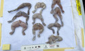 Frog, turtle meat seized in 38 tonne biosecurity haul