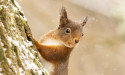  Red squirrels living apart on Isle of Wight have different genes, research finds 