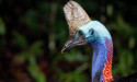 Cassowaries critical in spreading native seeds