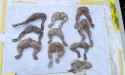 Smuggling increase putting biosecurity under pressure