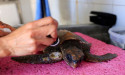  Is global warming helping loggerhead turtles colonise the Med? 