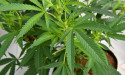  Police task force hammers drug crime syndicate 