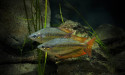 Climate may have 'big impact' on rainforest fish