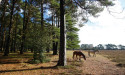 Visitors to be fined up to £1,000 for petting and feeding New Forest ponies