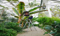 ‘Tree against hunger’ flowers for first time at Kew Gardens
