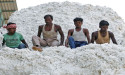  India's cotton exports seen sliding, matching imports for first time in years -USDA 