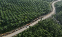 Analysis-As ageing trees sap yields, Asian palm oil firms race to replant 