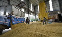  Food security drives China to cut soymeal use in animal feed 