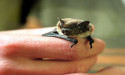  Gardeners urged to protect bats as numbers drop 