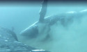 Whales indulge in 'day spa treatments' off Gold Coast