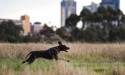 Dangerous dog task force ponders tougher penalties
