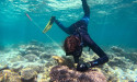 They breed 'em tough at Ningaloo as coral warms to task