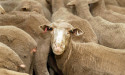 Farmers continue to butt heads with government on sheep