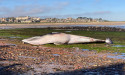 Dead minke whale washes up on Scottish beach