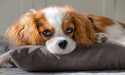  How often should you clean your pet’s belongings? 