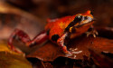 Bushfires a brutal blow for threatened Aussie frogs