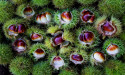  Citizen scientist volunteers needed to monitor sweet chestnut trees 