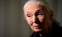 Jane Goodall calls for end to factory farming amid ‘extreme’ animal cruelty