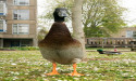  Famous University of York duck Long Boi feared to be dead 