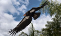  California condors confront bird flu in flight from extinction 