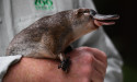  Platypus return to Sydney national park after 50 years 