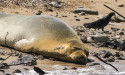 Endangered seal Yulia proves a big attraction on Tel Aviv beach 