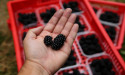  Apples and blackberries may help lower chances of developing frailty – study 