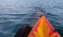  Basking shark swims under kayak in ‘surreal’ experience off Irish coast 