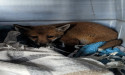  Orphaned fox cub abandoned on roadside with ‘help me’ note 