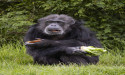  Zoo’s oldest chimp reaches grand old age of 50 