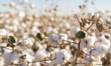 Cotton price analysis as volatility retreats to 2021 lows