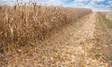  Corn price analysis as Argentina production retreats 