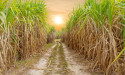  Sugar prices hit 11-year high as weather impacts producers 