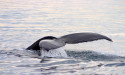 Dormant whales accumulate massive Arbitrum (ARB) tokens, raising concerns